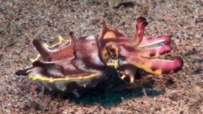 0554_Flamboyant cuttlefish walking over sand