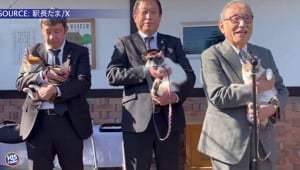 Cat Chosen As Stationmaster In Japan