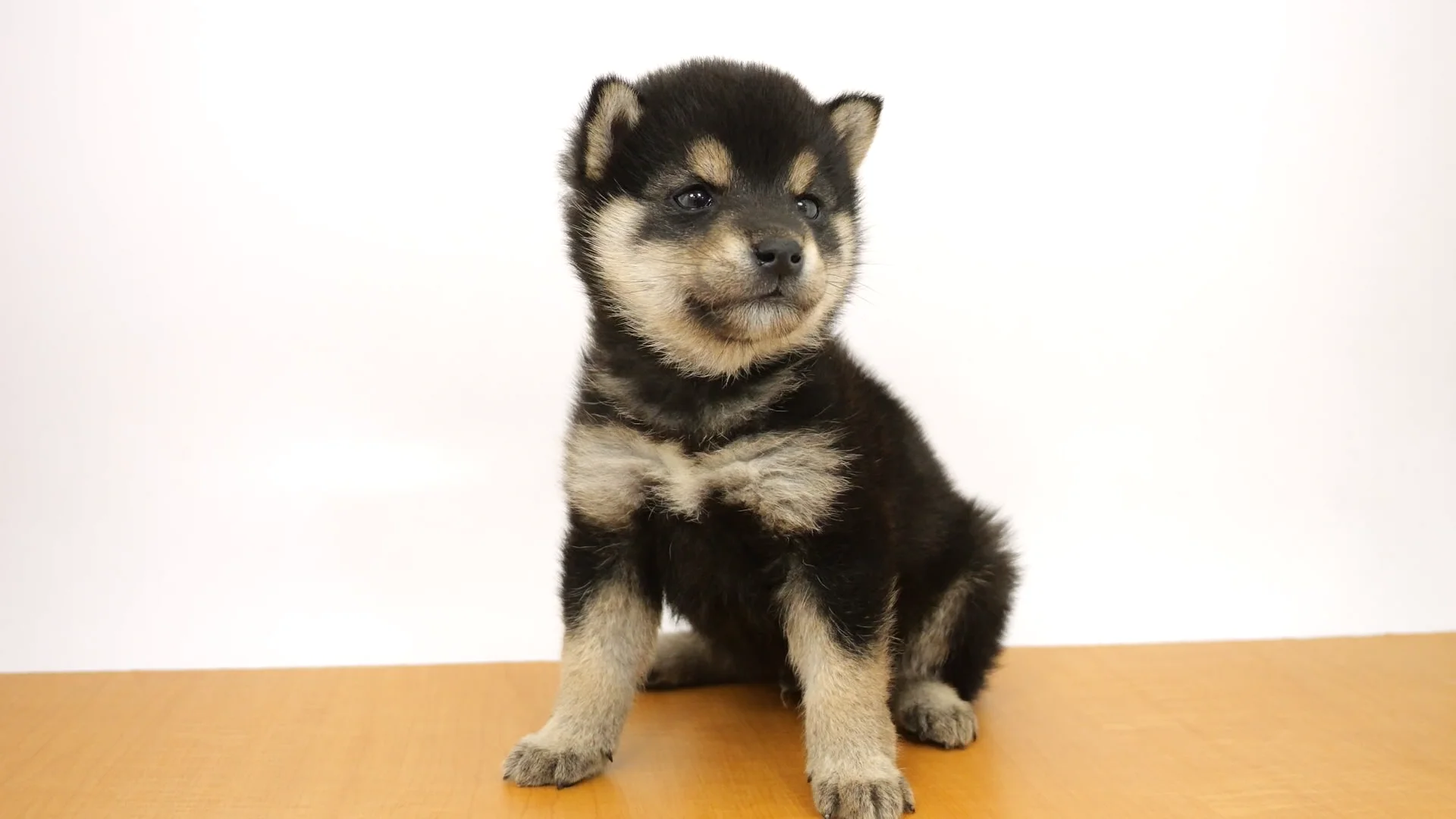 柴犬 黒 男の子 ウエルケアセンター 2026012040504 ｜ペットショップの