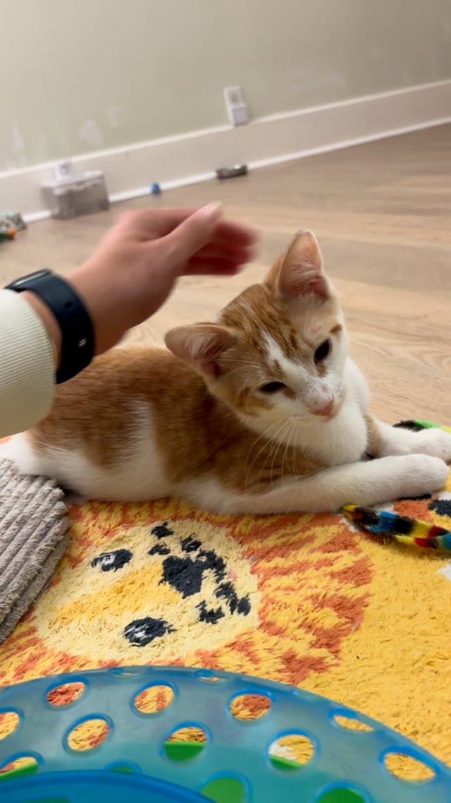 Enlarge Benedict “Benny”, a ADOPTABLE Domestic Short Hair in Montclair, NJ video 4/6