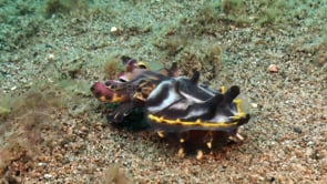 0880_Flamboyant cuttlefish feeding on a sandy substrate