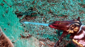 0792_flamboyant cuttlefish feeding close up