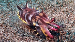0793_Flamboyant cuttlefish walking over sand