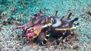 0610_flamboyant cuttlefish walking