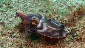 0879_Flamboyant cuttlefish changing color