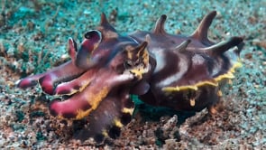 0882_Flamboyant cuttlefish walking over sand changing color