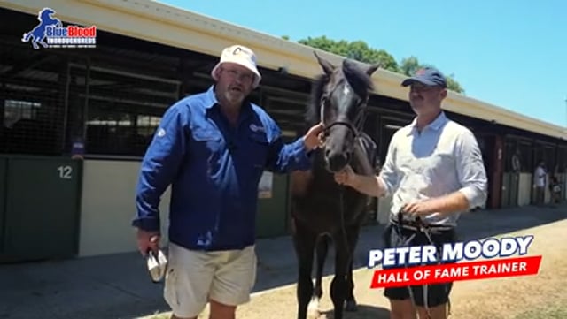 BRAVE SMASH x DOUBLE DEE COLT MOODY