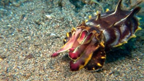0059_Flamboyant cuttlefish tentacles close up