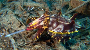 0058_Flamboyant cuttlefish hunting