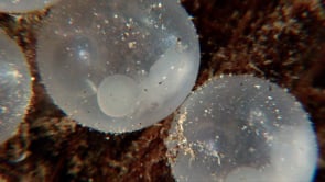 0056_Flamboyant cuttlefish eggs with embryo close-up