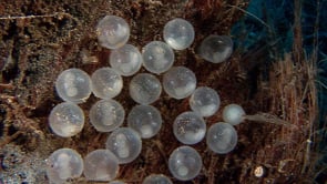 0055_Flamboyant Cuttlefish eggs in Coconut shell