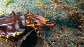 0054_Flamboyant cuttlefish close up
