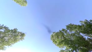 Video 13
