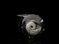 Ammonite Belemnite AWAMC397 video 1