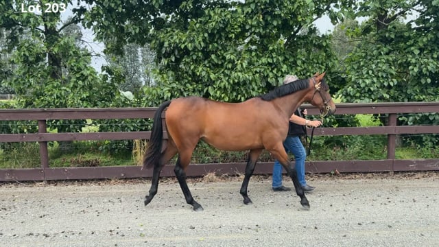 Lot 203