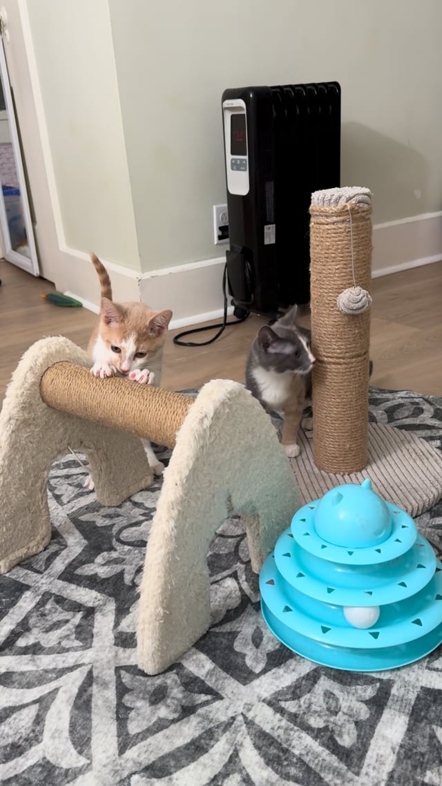 Enlarge Betty, an adopted Calico in Montclair, NJ video 6/6