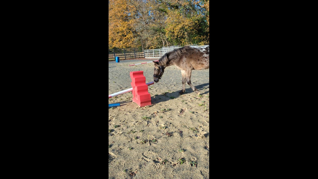 HBCL RSPCA film 2.mp4 - Suz Rogers