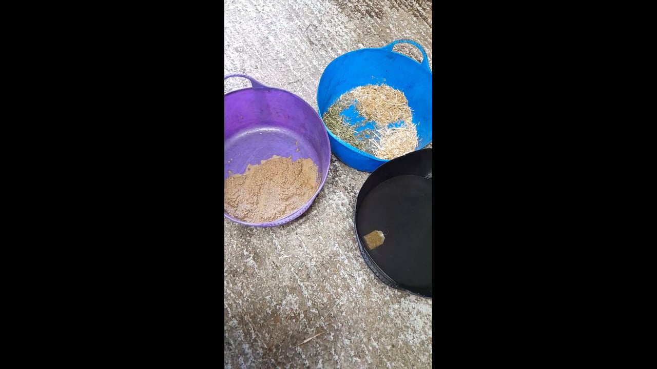 HBCL RSPCA film 4.mp4 - Suz Rogers