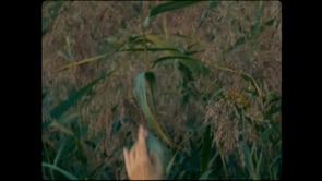 Mikill Skugga Paper Exorcisms