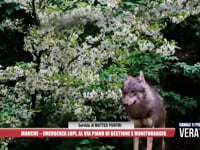 Marche - Emergenza lupi, al via piano di gestione e monitoraggio