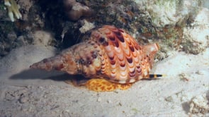 0722_Triton trumpet shell moving over sand