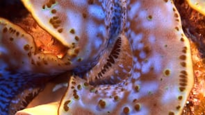 1543_giant blue clam super close up