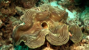 1548_painted giant clam on coral reef