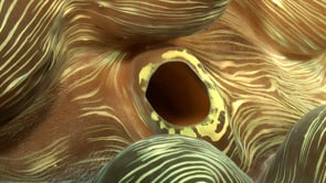 1549_Painted giant clam super close up