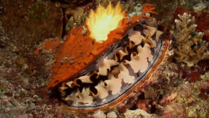 1782_Thorny oyster close up on coral reef