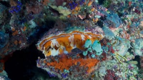 1558_Oyster shell closing on coral reef