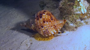 0351_Tritons trumpet snail on reef