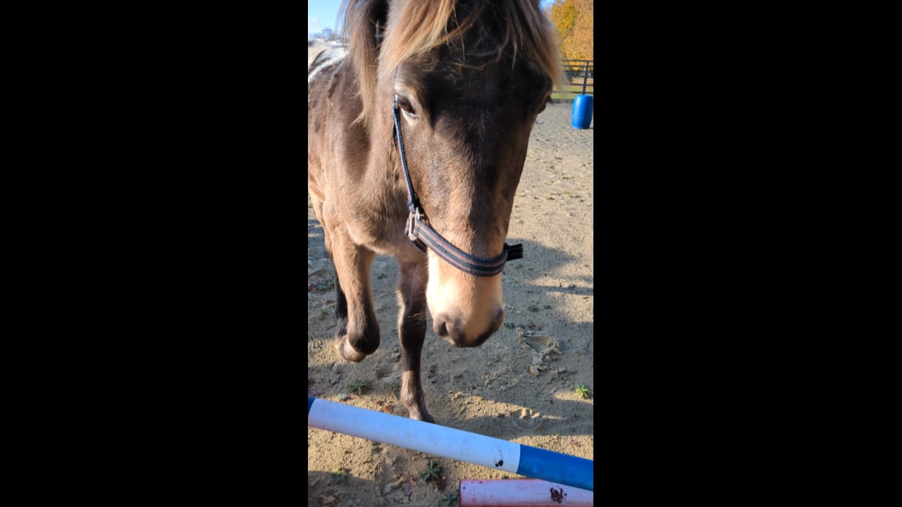 HBCL Library RSPCA film 3.mp4 - Suz Rogers