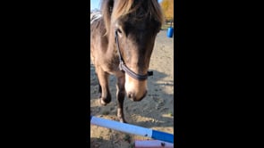 HBCL Library RSPCA film 3.mp4