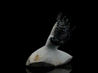 Spiny Trilobite AWTRB399 video 1