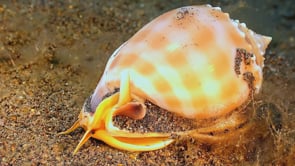 1448_Helmet shell crawling over seabed