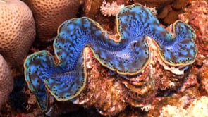 1542_giant blue clam close up on coral reef