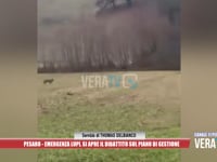 Pesaro - Emergenza lupi, si apre il dibattito sul piano di gestione