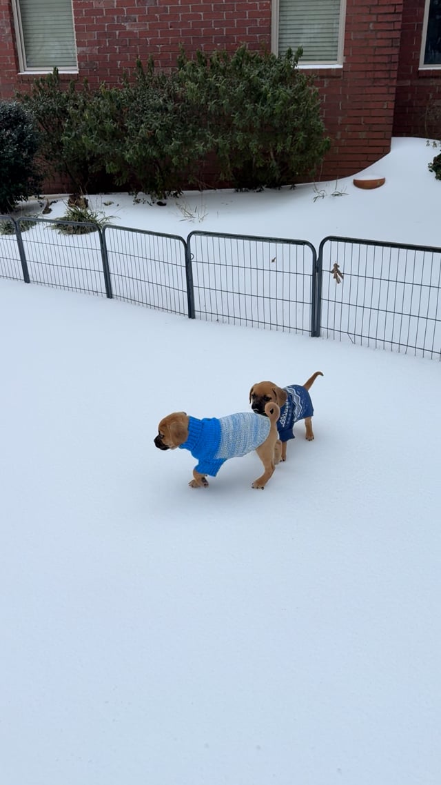 Enlarge Theo of the Puggle Brothers!, an adopted mixed breed in Essex, MD video 6/6