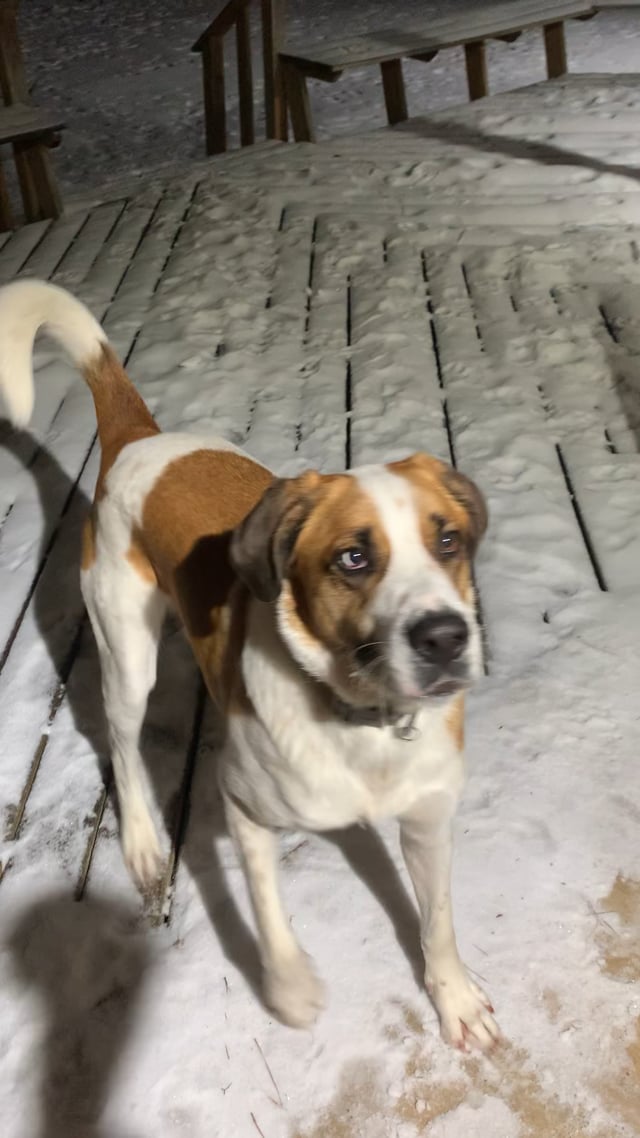 Enlarge WALTER - joyful boy!, a ADOPTABLE Saint Bernard in Allentown, PA video 5/5