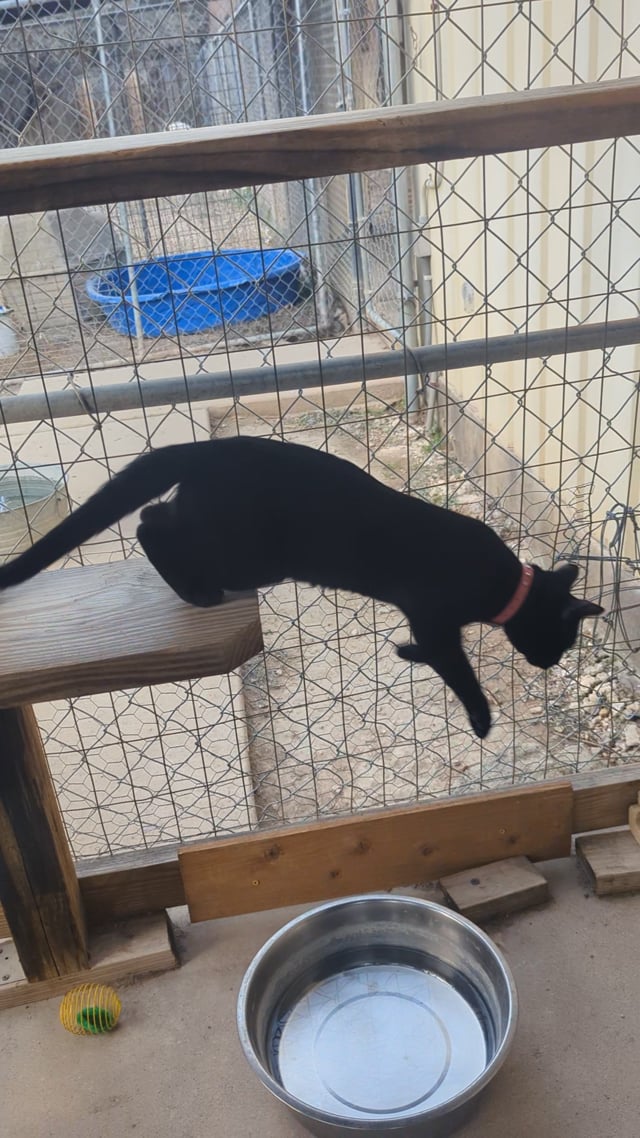 Enlarge Shadow, a Adopted Domestic Short Hair in Lago Vista, TX video 4/4