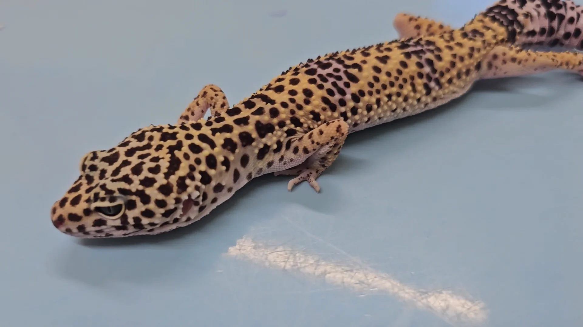 病気】爬虫類の神経疾患 – 病気情報 | エキゾチックアニマル情報室