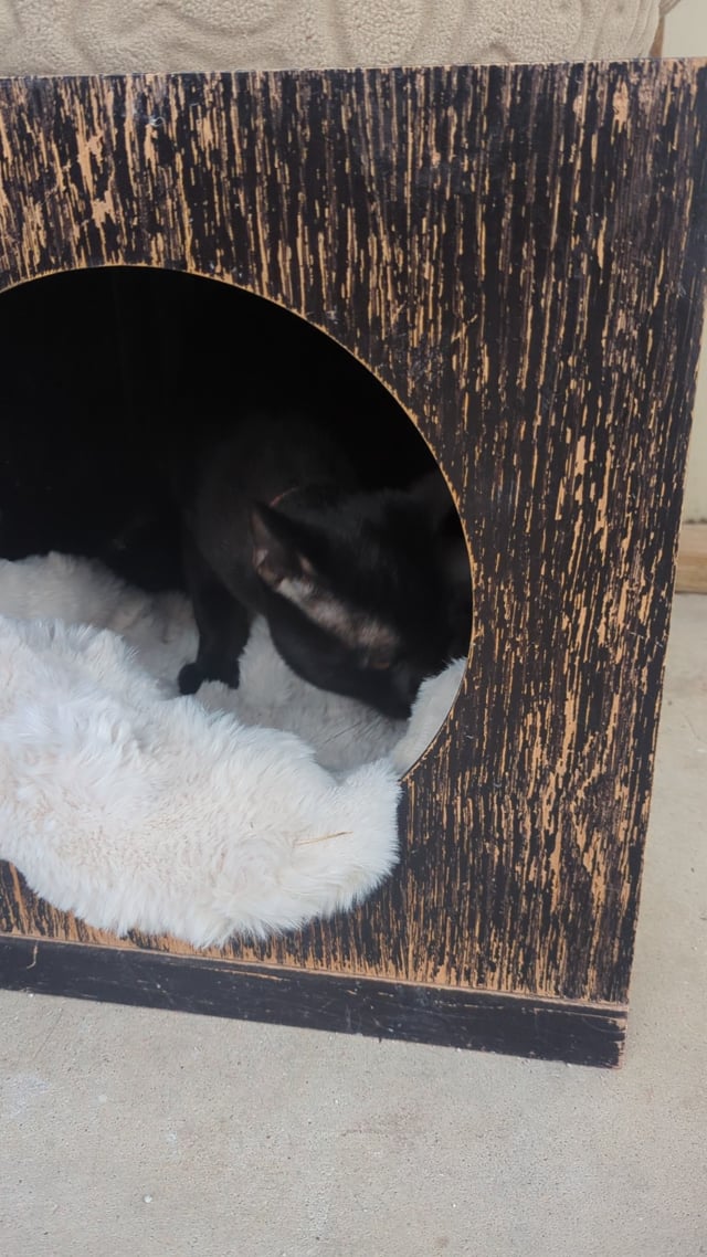 Enlarge Shadow, a Adopted Domestic Short Hair in Lago Vista, TX video 3/4