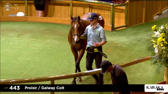 Karaka 2026: Book 1, Lots 443 - 451