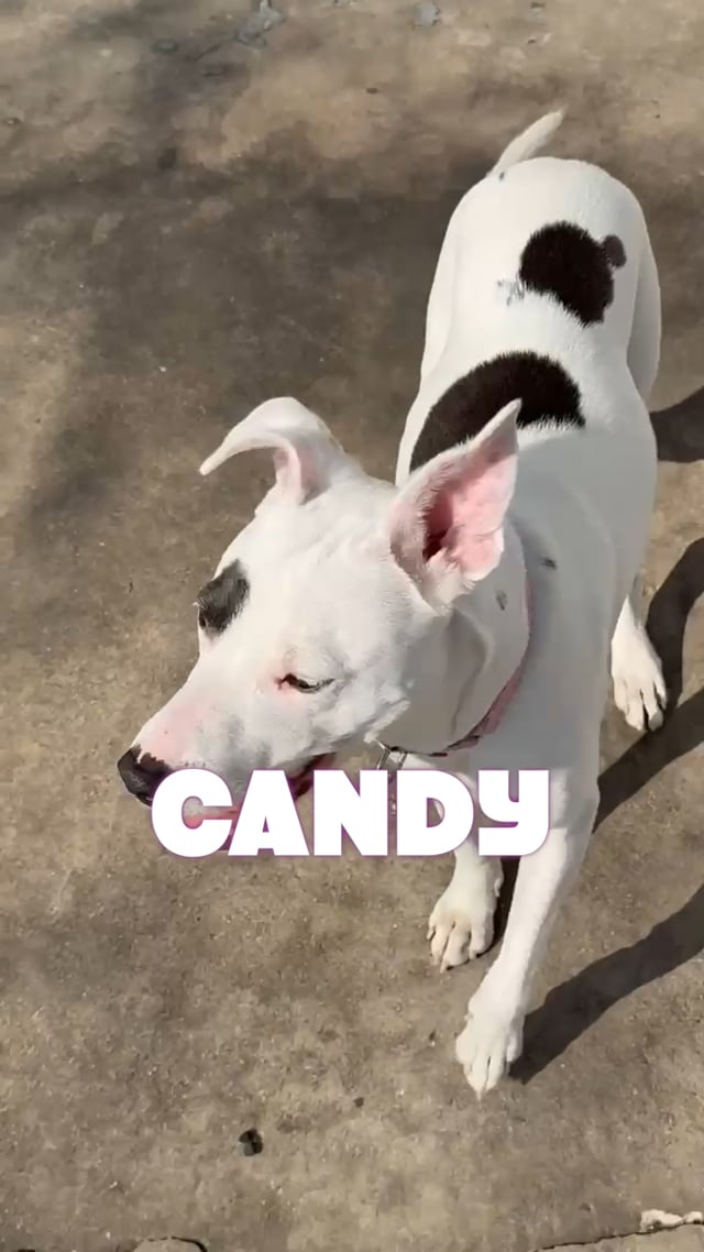 Enlarge Crunchy : a total sweetheart, an adopted mixed breed in Portland, OR video 6/6