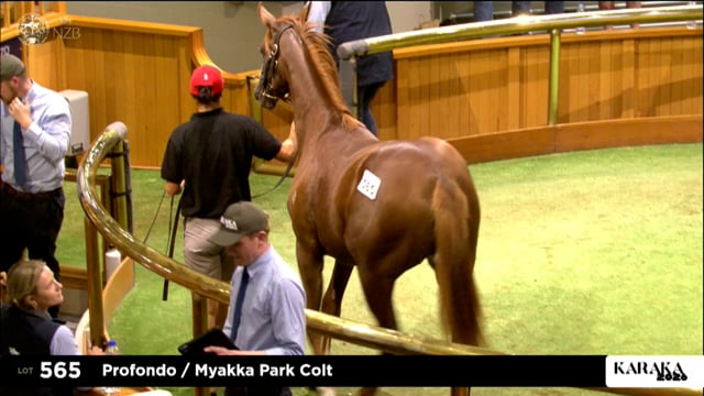 Karaka 2026: Book 1, Lot 565 - Day 1 - Review Show Part 1