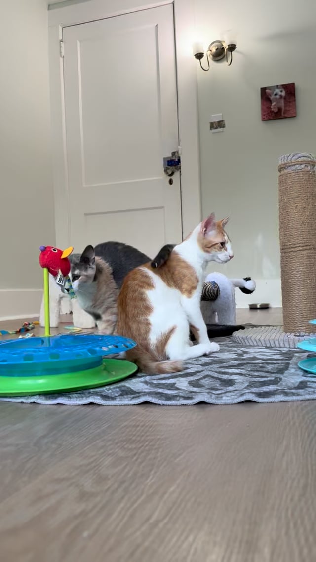 Enlarge Daphne, a ADOPTABLE Dilute Calico in Montclair, NJ video 6/6