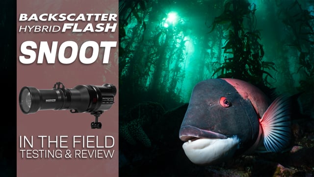 Videos - Backscatter