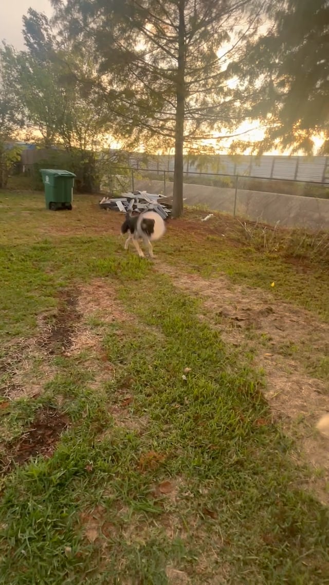 Enlarge Forman, an adopted German Shepherd Dog in Portland, OR video 6/6