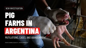 Pigs confined, mutilated, abandoned: Inside Argentina factory farms