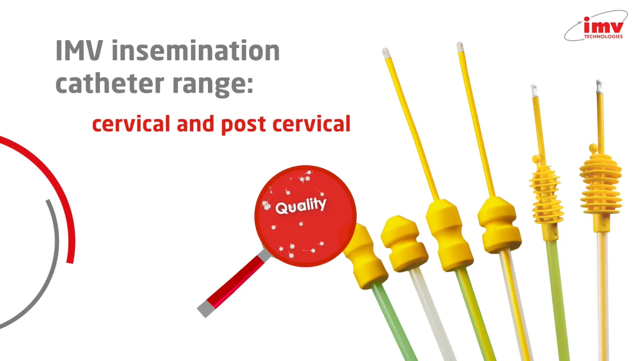 video GoldenPig catheter